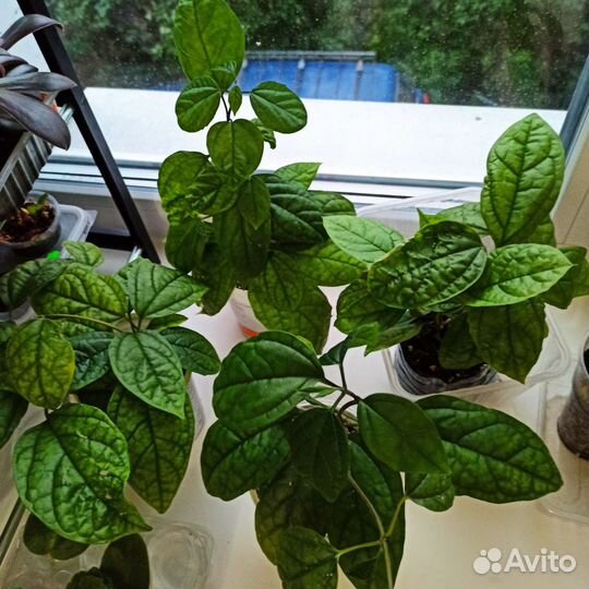 Клеродендрум Томпсона