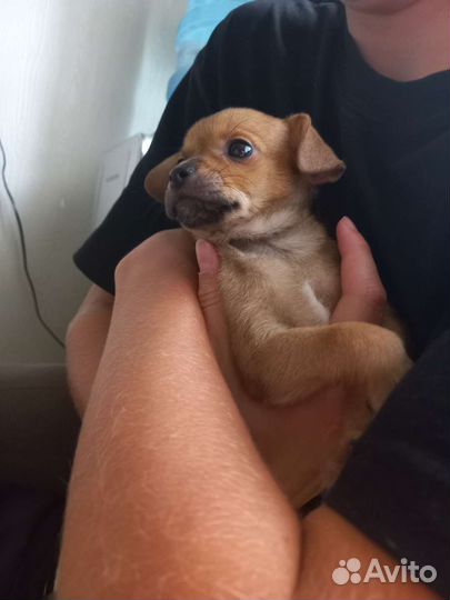 Щенок той-терьер