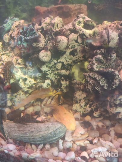 Продаются сомики очистители аквариума