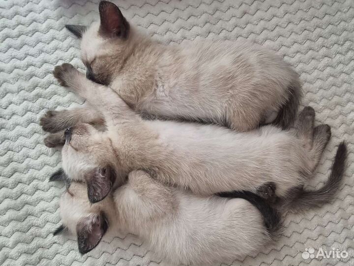 Сиамские котята