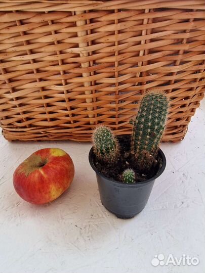 Комнатные растения цветы