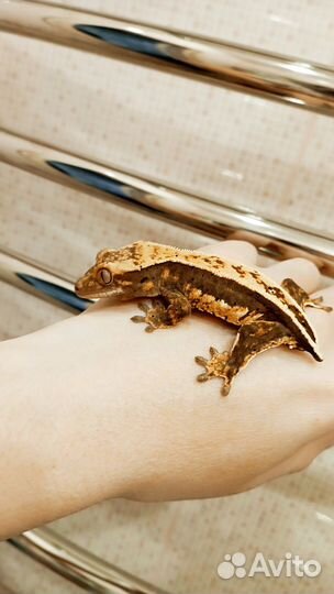 Бананоеды самка и малыши