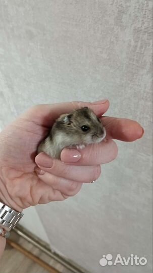 Клетка для хомяка