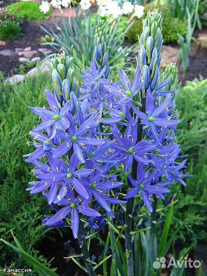 Camassia quamast