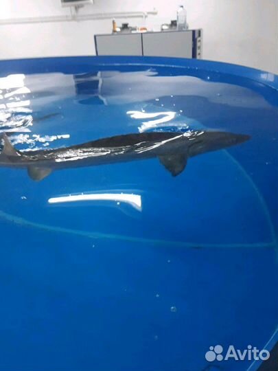 Выращиваниераков и рыбы в лотках из полипропилена