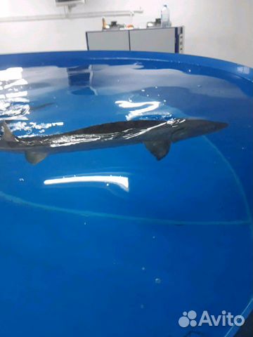 Выращиваниераков и рыбы в лотках из полипропилена