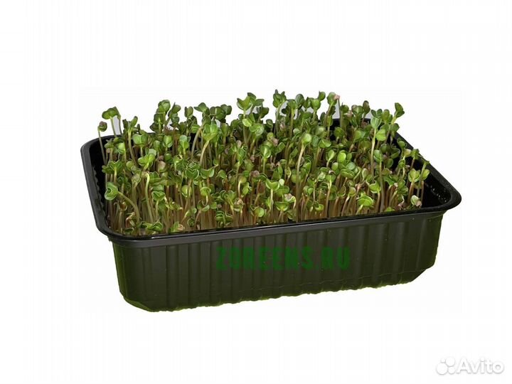 Контейнеры для выращивания растений (выс.50мм)