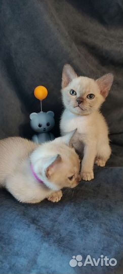 Бурманская любовь на все 100