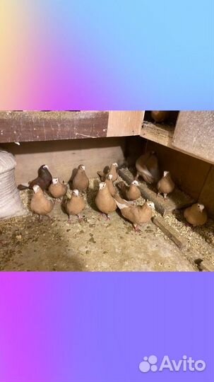 Голуби курские желтые красные черные