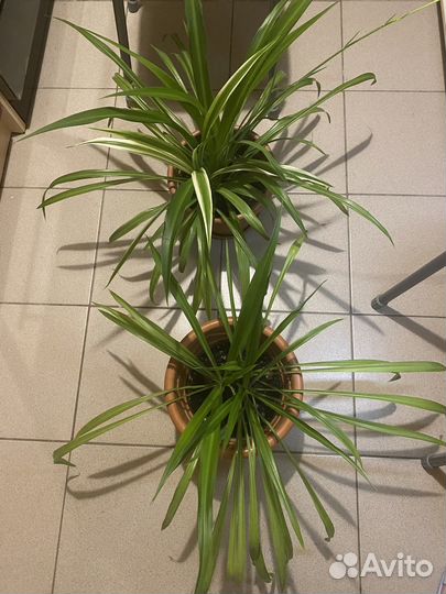 Ваза напольная 60 см