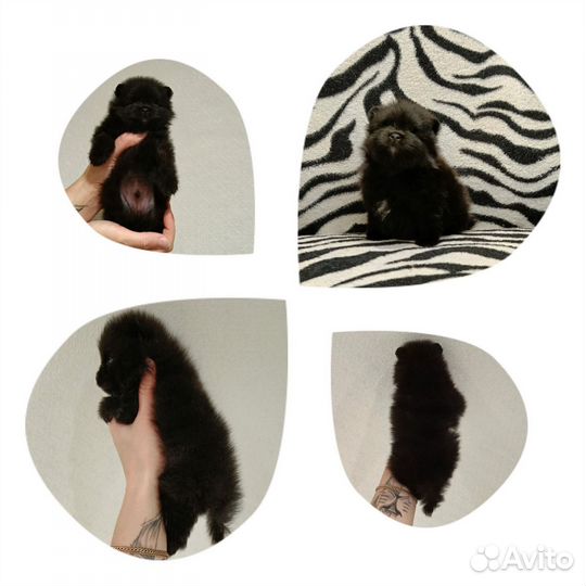 Шпиц мишутки