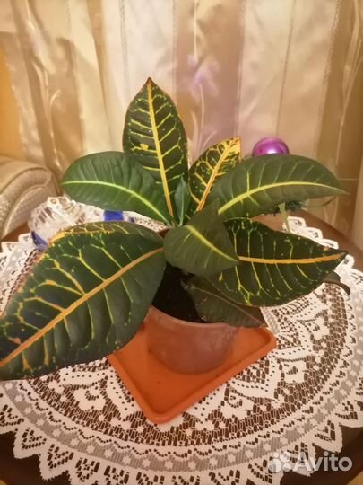 Кодиеум кротон 