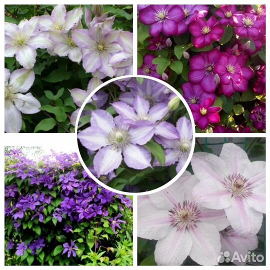 Продам саженцы клематисов