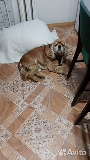 Передержка или воспитание собак