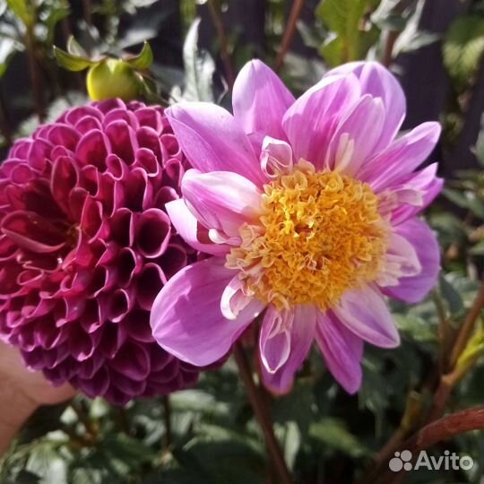 Георгины клубни