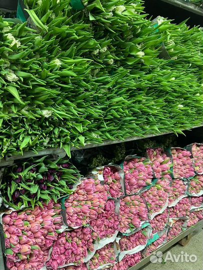 Букет из тюльпанов с бесплатной доставкой