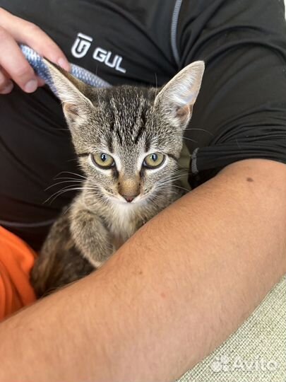 Котенок девочка