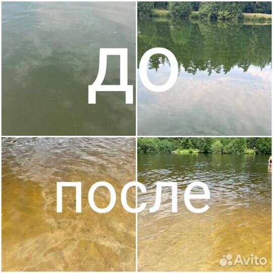 Хлорелла высокой плотности для водоемов