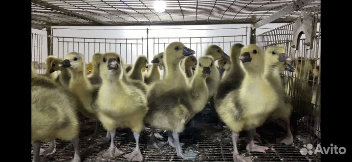 Гусята подрощенные