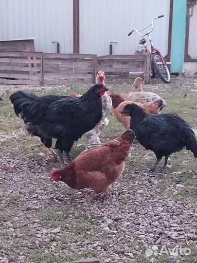 Курица и петух