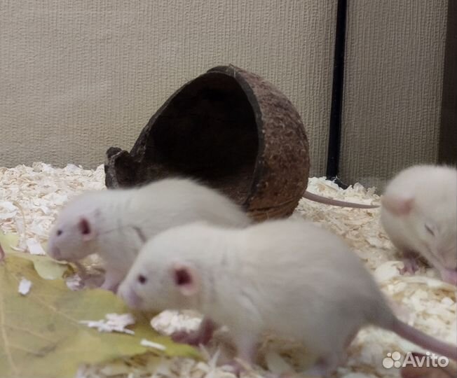 Крысы.крысята.Крыски Дамбо/Клетки