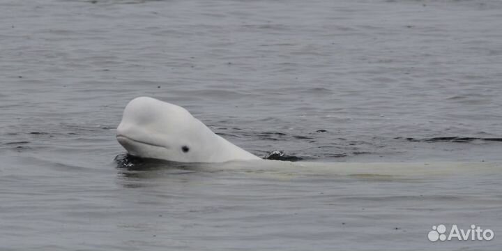 Морская рыбалка.Белое море. Треска, зубатка