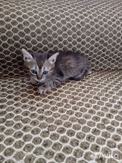 Отдам в добрые руки