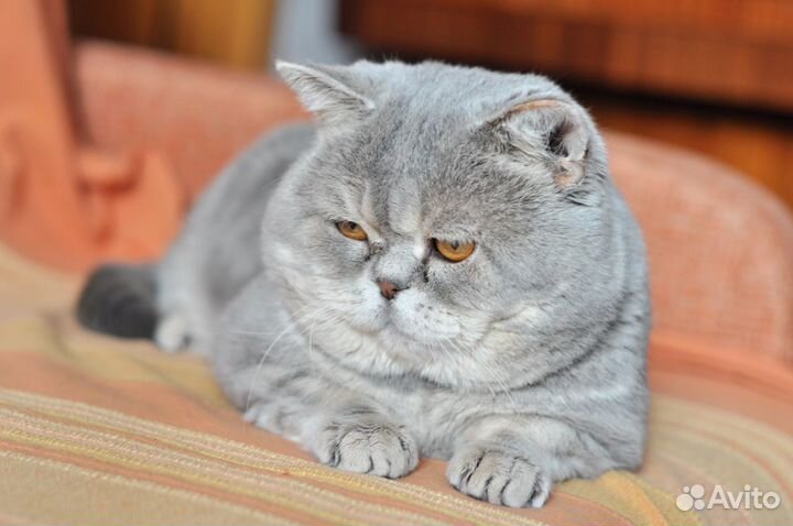 Британский Кот вязка