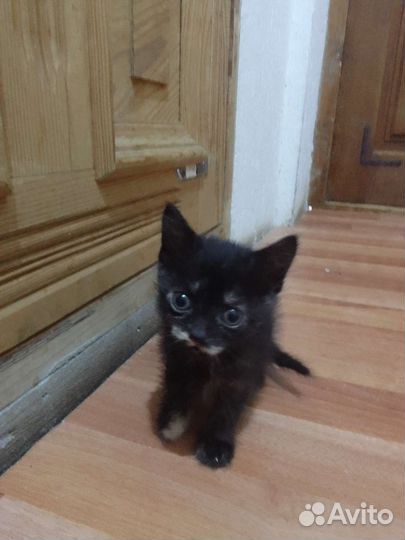 Раздаю котят необычной окраски бесплатно