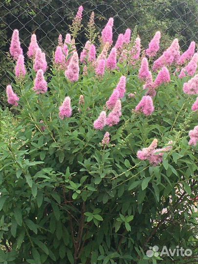 Туи Спиреи Вангутта Грефштейм Дугласа Гортензия