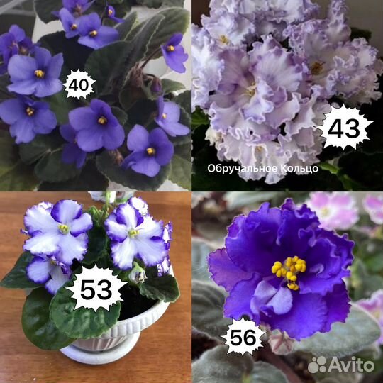 Фиалки набор 34 сорта