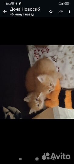 Котята рыжики
