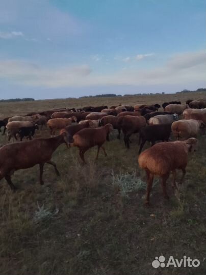 Продам курдючных баранов на племя