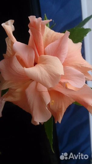 Гибискусы махровые