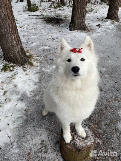 Самоед для фотосессии