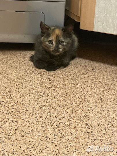 Кошка в дар