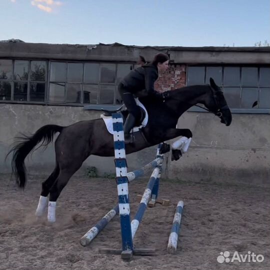 Лошадь русская верховая