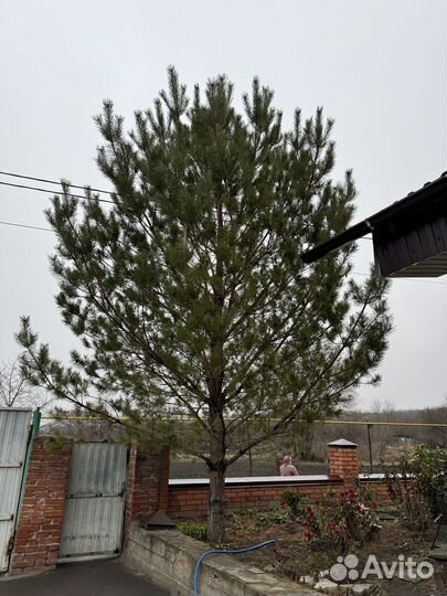 Сосна живая