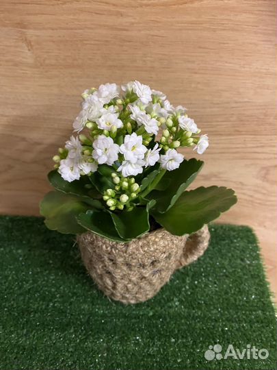 Декоративное кашпо