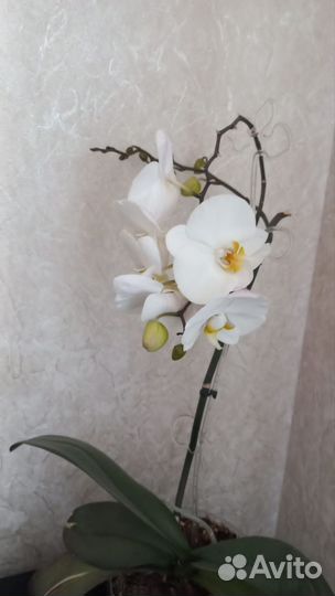 Орхидея фаленопсис