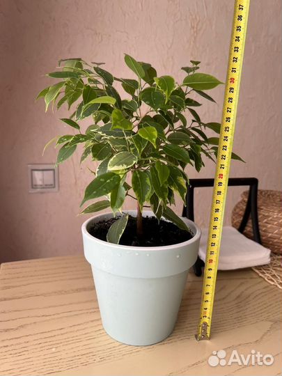 Бенджамина