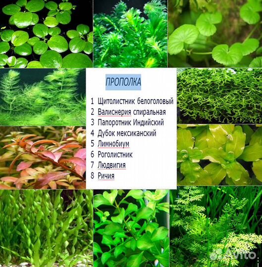 Растения - прополка