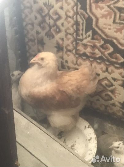 Цыпленок и перепелки