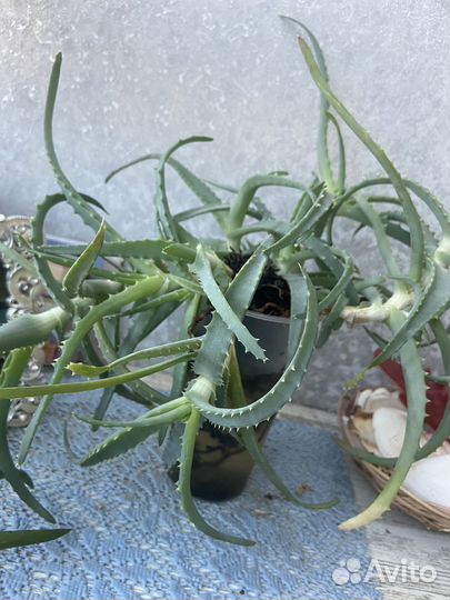 Алоэ столетник