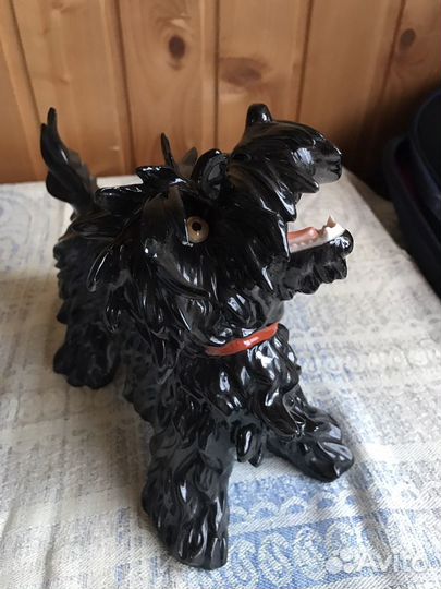 Собака.Скотц-терьер Германия unterweisbacн