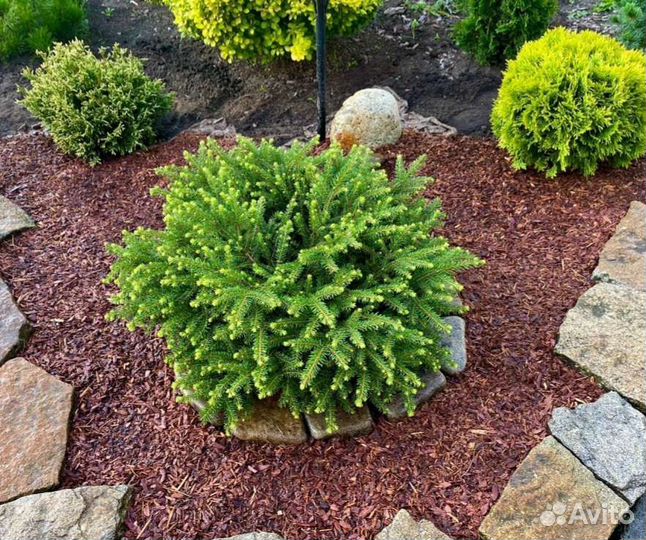 Мульча кора лиственницы