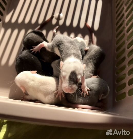 Крысята девочки дамбо от Rat Tail
