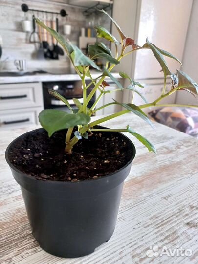 Бальзамин махровый