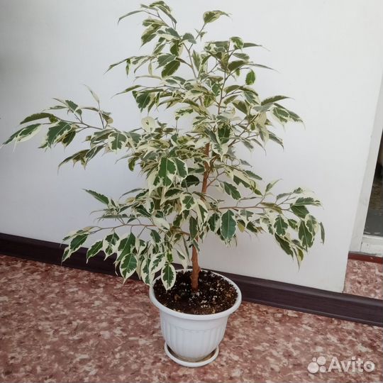 Бенджамина