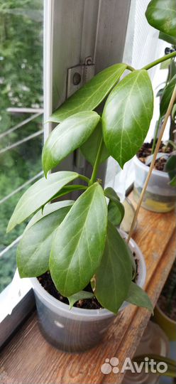 Комнатные домашние цветы